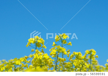 絶景の菜の花畑 56599591