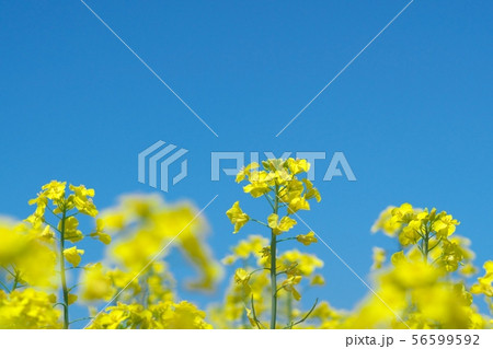 絶景の菜の花畑 56599592