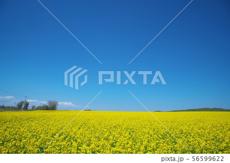 絶景の菜の花畑 56599622