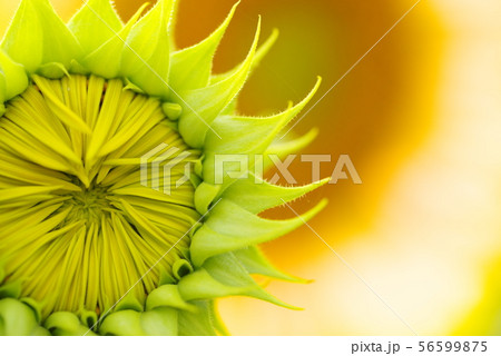 咲く前のひまわり 咲く前のひまわり 56599875