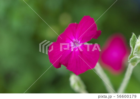 スイセンノウ 56600179