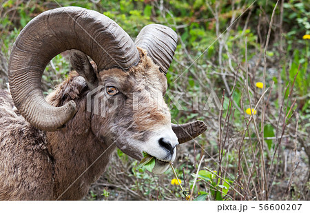 Goat in Canada Goat in Canada 56600207