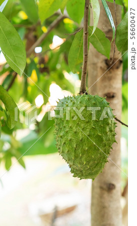 Green soursop fruit hanging on a soursop tree. 56600477