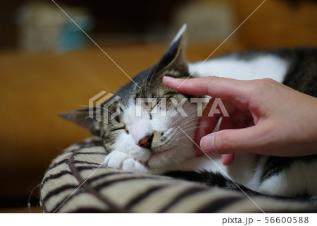 猫と暮らす 56600588