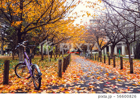 Bicycle in Autumn season at Park Bicycle in Autumn season at Park 56600826