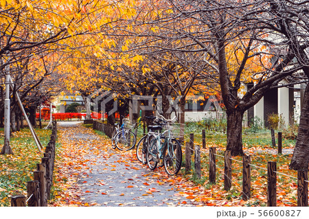 Bicycle in Autumn season at Park Bicycle in Autumn season at Park 56600827