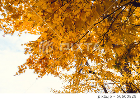 Autumn season of tree and leaves Autumn season of tree and leaves 56600829