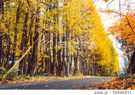 Autumn season of tree and leaves 56600831