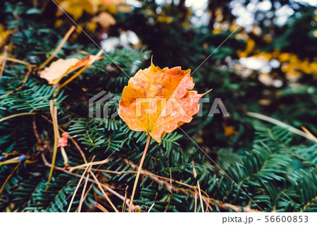 Autumn season of tree and leaves 56600853