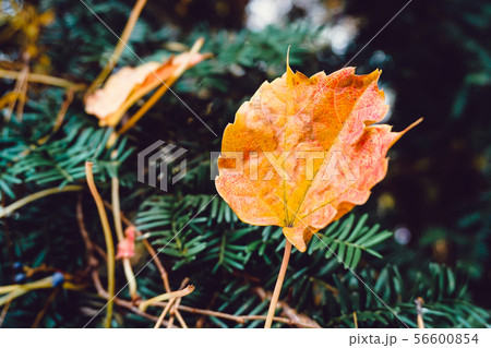 Autumn season of tree and leaves Autumn season of tree and leaves 56600854