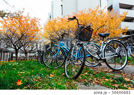 Bicycle in Autumn season at Park 56600883