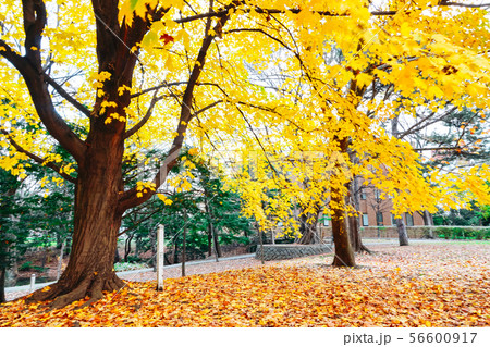 Autumn season of tree and leaves 56600917