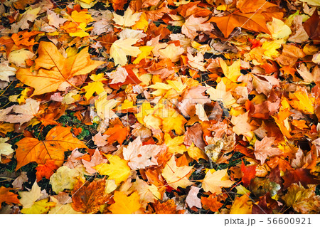 Autumn season of tree and leaves Autumn season of tree and leaves 56600921