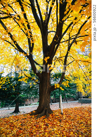 Autumn season of tree and leaves 56600922