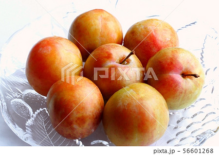 ソルダム ソルダム 56601268