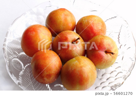 ソルダム ソルダム 56601270