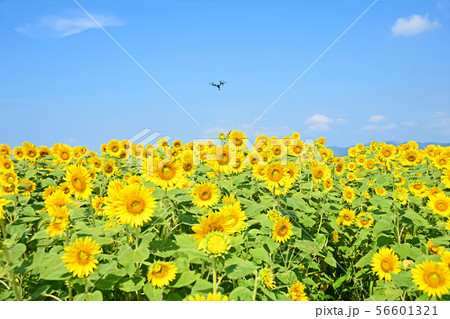 ヒマワリとドローン 56601321
