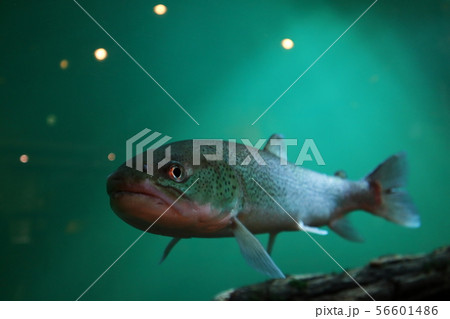 幻の魚イトウ 56601486