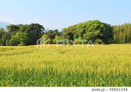 秋の景色 秋の景色 56601546