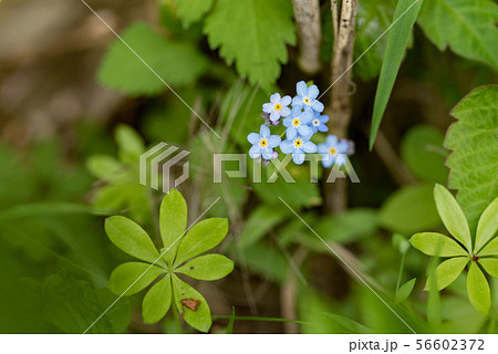 エゾムラサキ 56602372