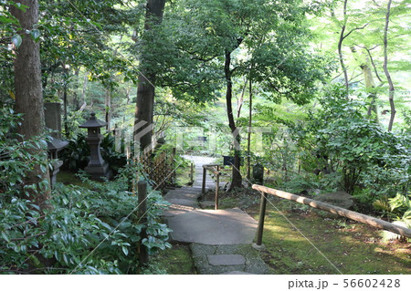 東京都港区南青山にある根津美術館の庭園内の両側に緑生い茂る散策路 東京都港区南青山にある根津美術館の庭園内の両側に緑生い茂る散策路 56602428