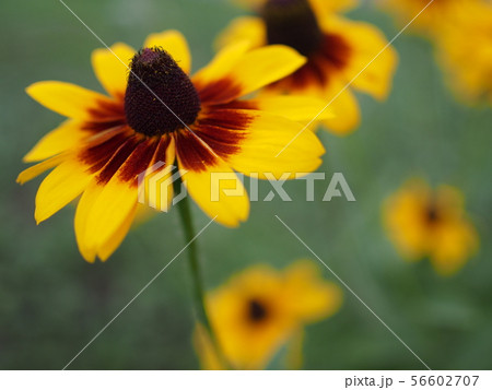 ルドベキア ルドベキア 56602707