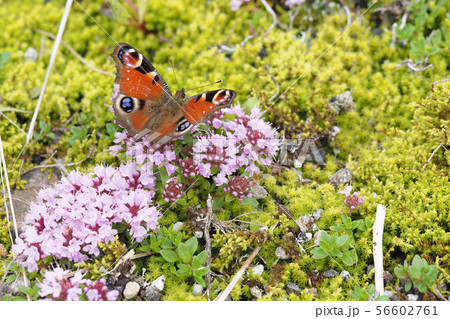 クジャクチョウ 56602761