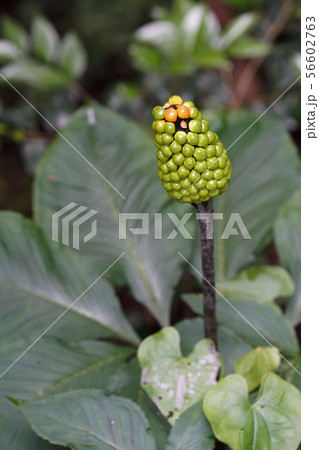 テンナンシウ テンナンシウ 56602763