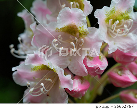 夏の高山に咲くハクサンシャクナゲ 56602767