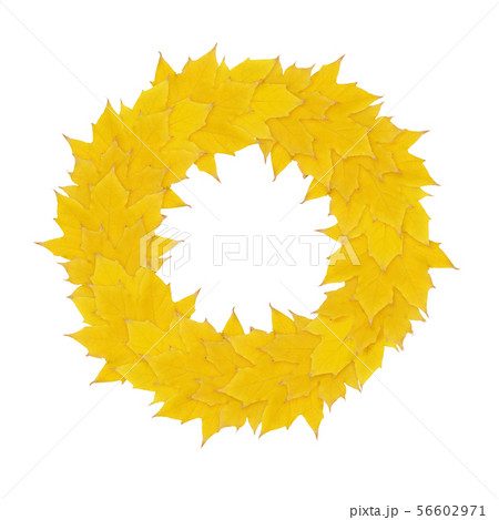 Autumn yellow wreath from maple leaves 56602971