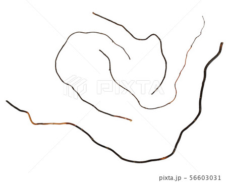 Dry twigs of curly williw 56603031