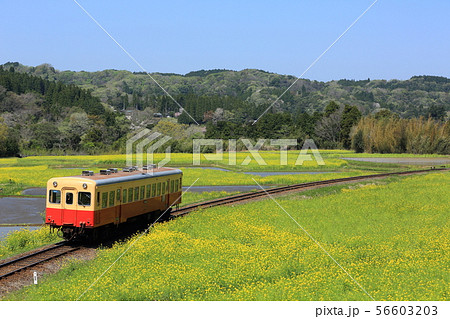 菜の花畑をゆく 小湊鐡道 石神 菜の花畑をゆく 小湊鐡道 石神 56603203