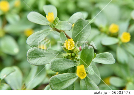 スベリヒユの花 56603478