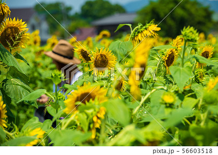 夏空に咲く満開のひまわり【佐賀県】 夏空に咲く満開のひまわり【佐賀県】 56603518