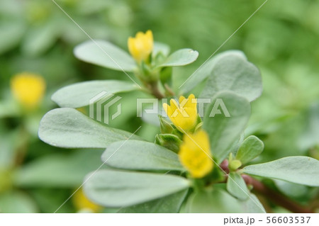 スベリヒユの花 スベリヒユの花 56603537