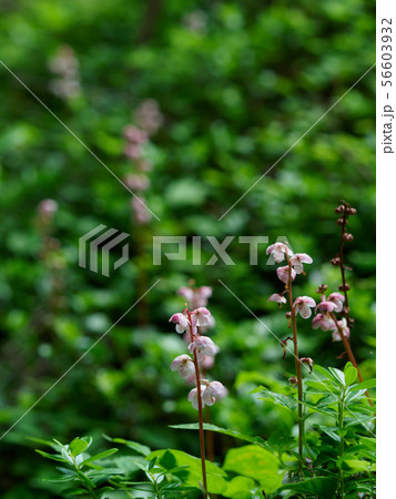 森に自生するクルマユリベニバナイチヤクソウ 森に自生するクルマユリベニバナイチヤクソウ 56603932