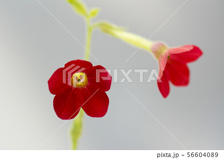 花の写真 56604089