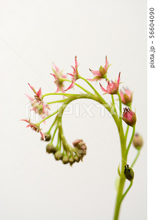 花の写真 56604090