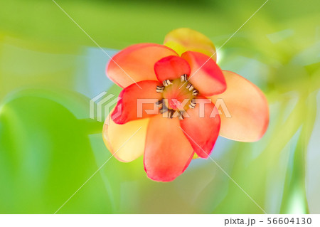 花の写真 花の写真 56604130