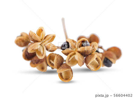 Zanthozylum limonella Alston on white background 56604402