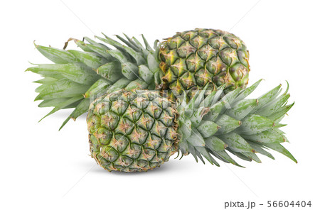 pineapple with green leaves isolated on white back 56604404