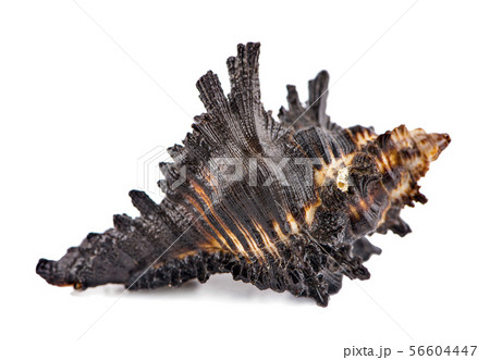 Sea shells on a white background isolated 56604447