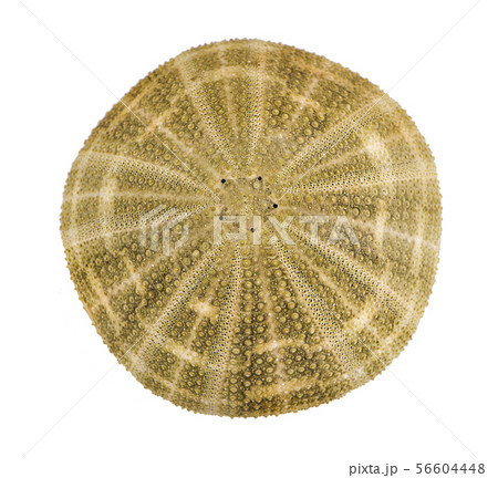 Sea shells on a white background isolated Sea shells on a white background isolated 56604448