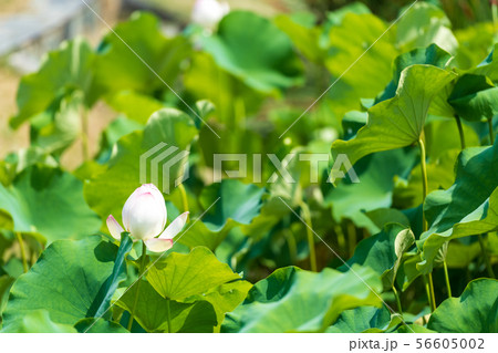 初夏に咲く二千年ハスの花【佐賀県】 56605002