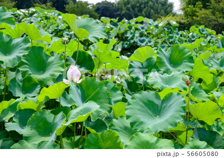 初夏に咲く二千年ハスの花【佐賀県】 初夏に咲く二千年ハスの花【佐賀県】 56605080