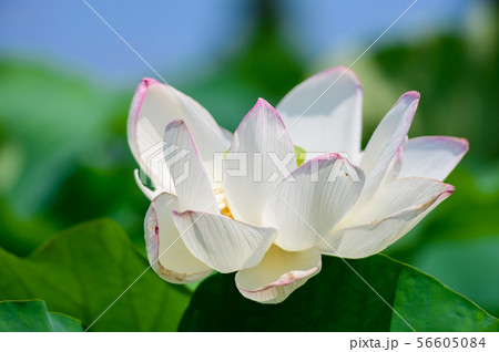 初夏に咲く二千年ハスの花【佐賀県】 56605084