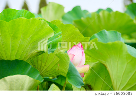 初夏に咲く二千年ハスの花【佐賀県】 56605085
