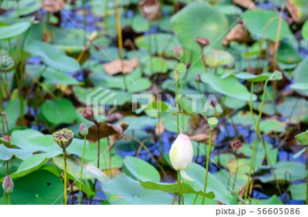 初夏に咲く二千年ハスの花【佐賀県】 56605086