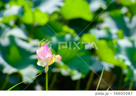 初夏に咲く二千年ハスの花【佐賀県】 56605087