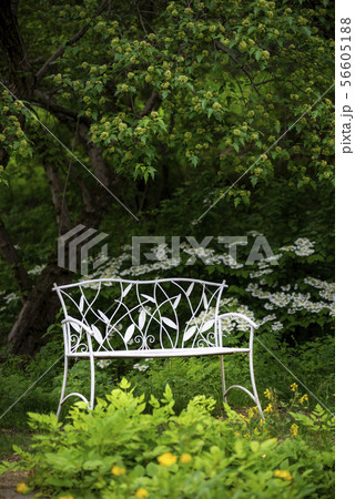 木 森 白樺 56605188